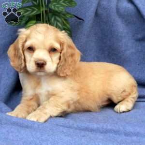 Lucy, Cocker Spaniel Puppy