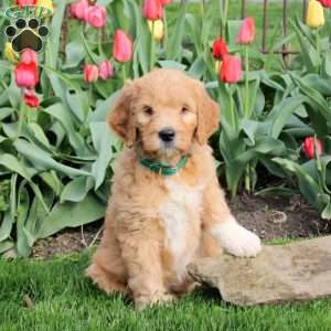 Lucy, Goldendoodle Puppy