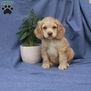 Lucy, Cocker Spaniel Puppy