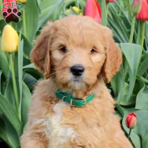 Lucy, Goldendoodle Puppy