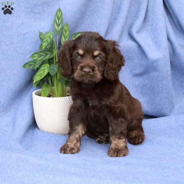 Luke, Cocker Spaniel Puppy