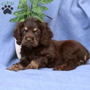 Luke, Cocker Spaniel Puppy