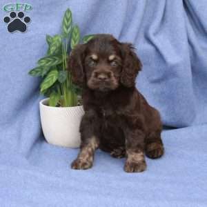 Luke, Cocker Spaniel Puppy