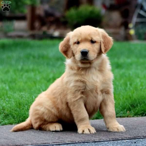 Luke, Golden Retriever Puppy