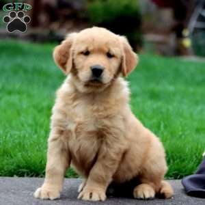 Luke, Golden Retriever Puppy