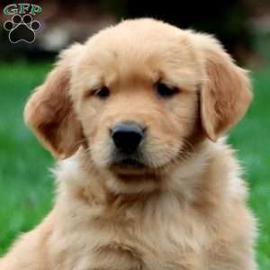 Luke, Golden Retriever Puppy