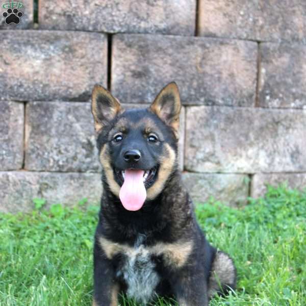 Lulu, Blue Heeler Mix Puppy