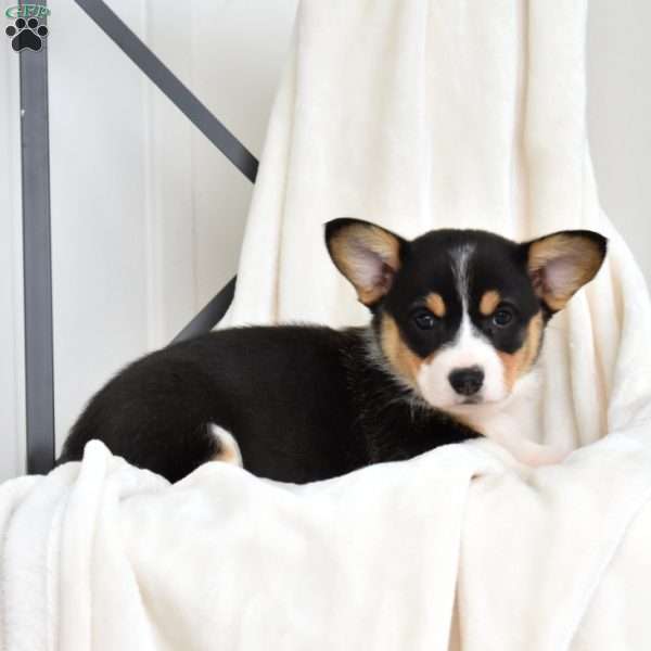Luna, Pembroke Welsh Corgi Puppy