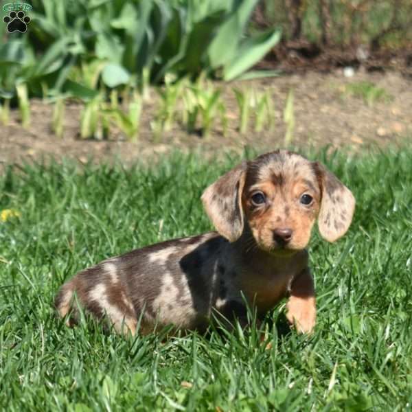 Luna, Dachshund Puppy