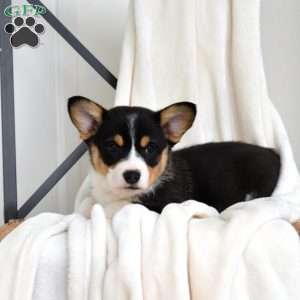 Luna, Pembroke Welsh Corgi Puppy