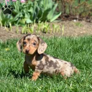 Luna, Dachshund Puppy