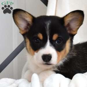 Luna, Pembroke Welsh Corgi Puppy