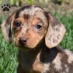 Luna, Dachshund Puppy