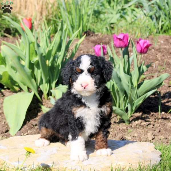 Mable, Mini Bernedoodle Puppy