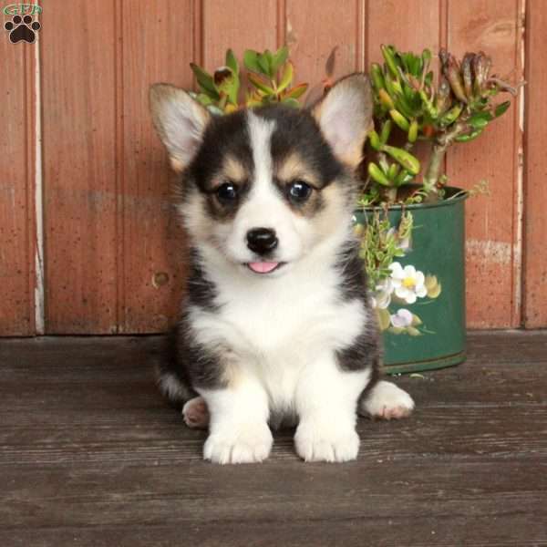 Mable, Pembroke Welsh Corgi Puppy