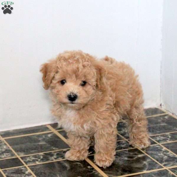 Mable, Bich-Poo Puppy
