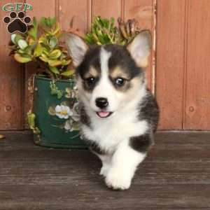 Mable, Pembroke Welsh Corgi Puppy