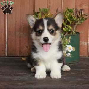 Mable, Pembroke Welsh Corgi Puppy