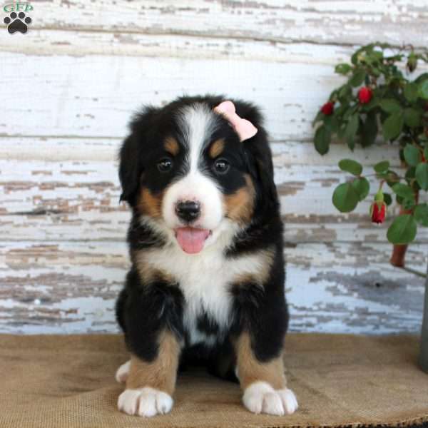 Macy, Bernese Mountain Dog Puppy