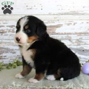 Macy, Bernese Mountain Dog Puppy