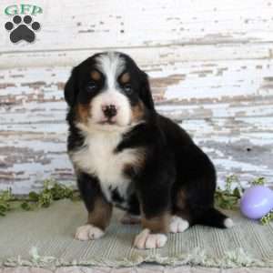Macy, Bernese Mountain Dog Puppy