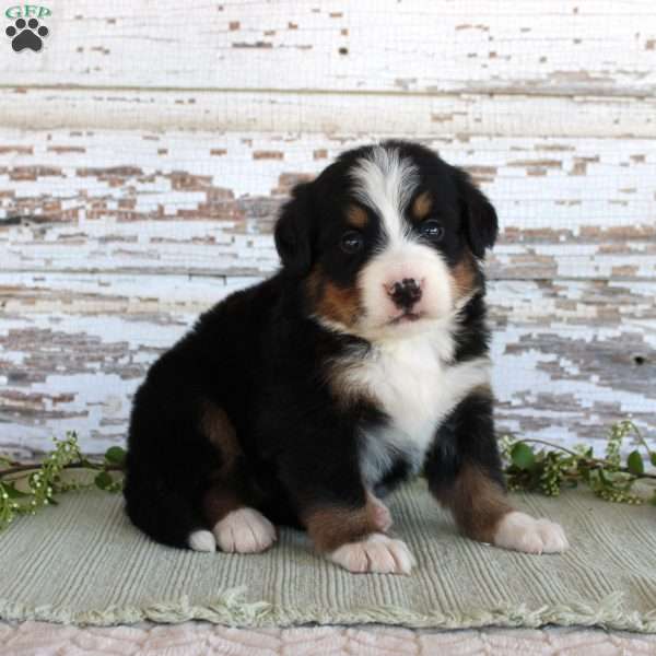 Macy, Bernese Mountain Dog Puppy