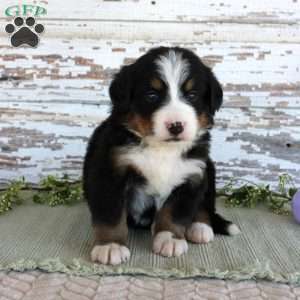 Macy, Bernese Mountain Dog Puppy