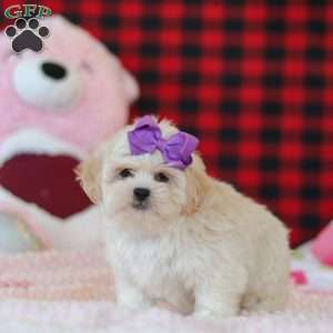 Maddie, Lhasa Apso Puppy