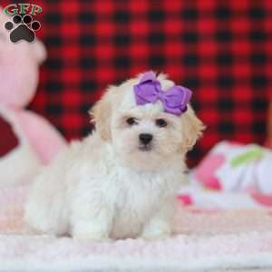 Maddie, Lhasa Apso Puppy
