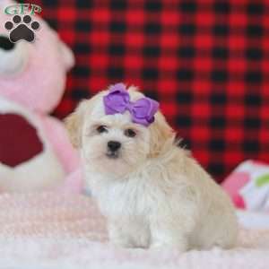 Maddie, Lhasa Apso Puppy