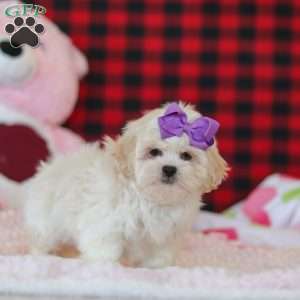 Maddie, Lhasa Apso Puppy