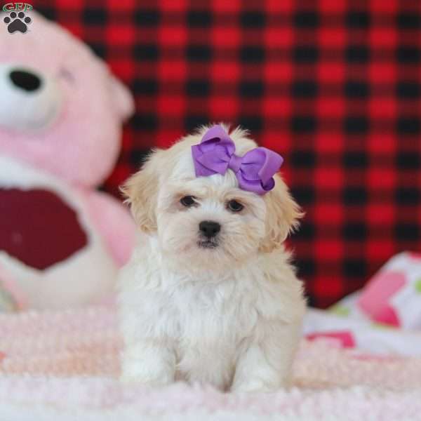 Maddie, Lhasa Apso Puppy