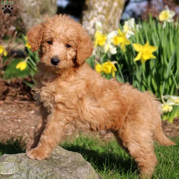 Maddox, Mini Labradoodle Puppy