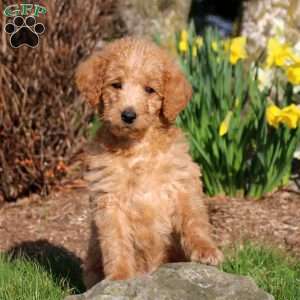 Maddox, Mini Labradoodle Puppy