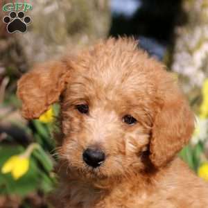 Maddox, Mini Labradoodle Puppy