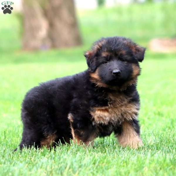 Madi- long haired, German Shepherd Puppy