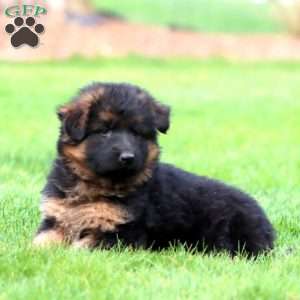 Madi- long haired, German Shepherd Puppy