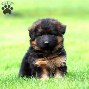 Madi- long haired, German Shepherd Puppy
