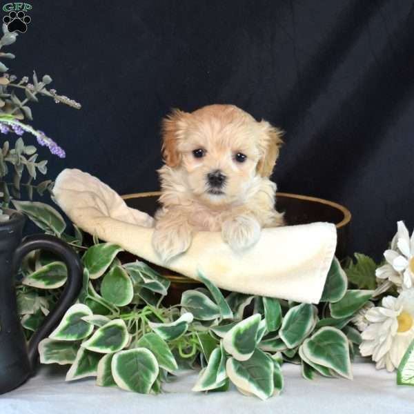 Madison, Maltipoo Puppy