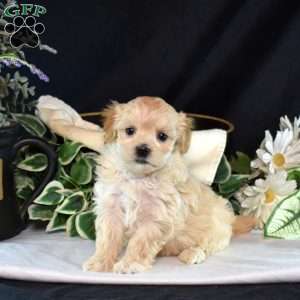 Madison, Maltipoo Puppy