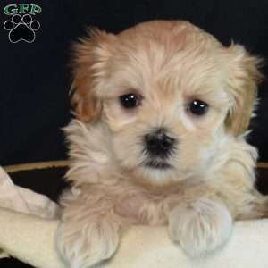Madison, Maltipoo Puppy