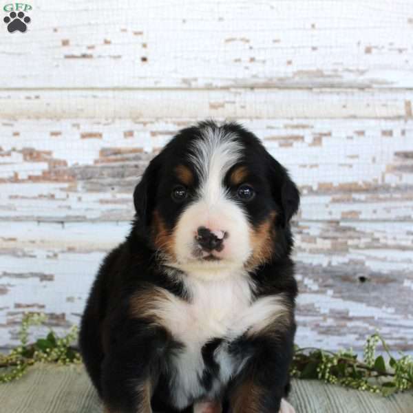 Madison, Bernese Mountain Dog Puppy