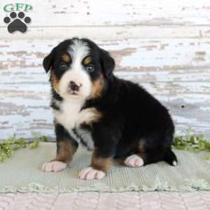 Madison, Bernese Mountain Dog Puppy