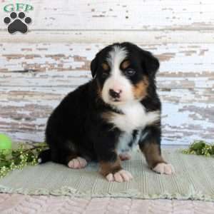 Madison, Bernese Mountain Dog Puppy