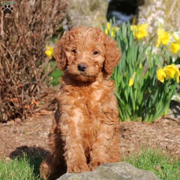 Maeve, Mini Labradoodle Puppy