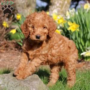 Maeve, Mini Labradoodle Puppy