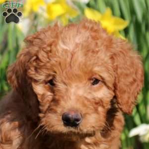 Maeve, Mini Labradoodle Puppy