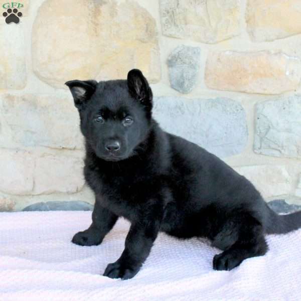 Magnolia, German Shepherd Puppy