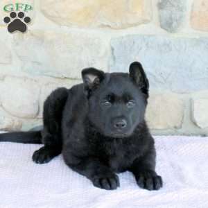 Magnolia, German Shepherd Puppy