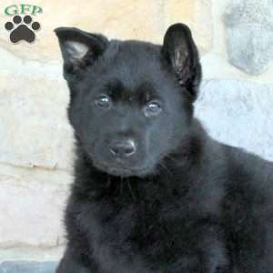 Magnolia, German Shepherd Puppy